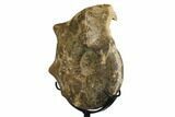Cretaceous Ammonite (Mammites) Fossil with Metal Stand - Morocco #164224-2